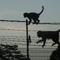 Monkeys on a barbed wire fence, Bukit Batok Nature Park , Singapore, 27 June 2006