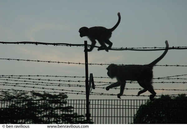 Monkeys on a barbed wire fence: Bukit Batok Nature Park , Singapore, 27 June 2006