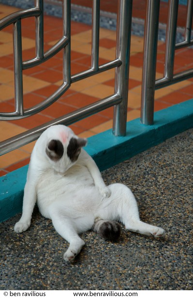 Fat cat licking its belly: Tekka Centre, Serangoon Road, Singapore, 30 June 2006