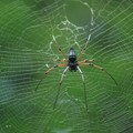 Red-legged spider, Bukit Timah Nature Reserve, Singapore, 01 July 2006