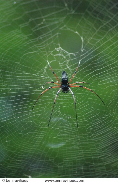 Red-legged spider: Bukit Timah Nature Reserve, Singapore, 01 July 2006