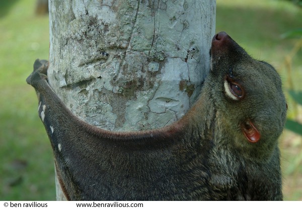 Sick colugo: Bukit Timah Nature Reserve, Singapore, 01 July 2006