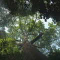 Giant rainforest tree, Bukit Timah Nature Reserve, Singapore, 01 July 2006