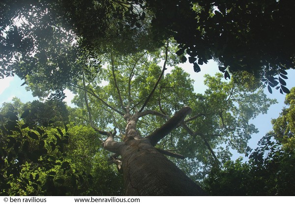 Giant rainforest tree: Bukit Timah Nature Reserve, Singapore, 01 July 2006
