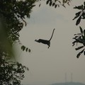 Monkey jumping from tree to tree, Bukit Timah Nature Reserve, Singapore, 02 July 2006