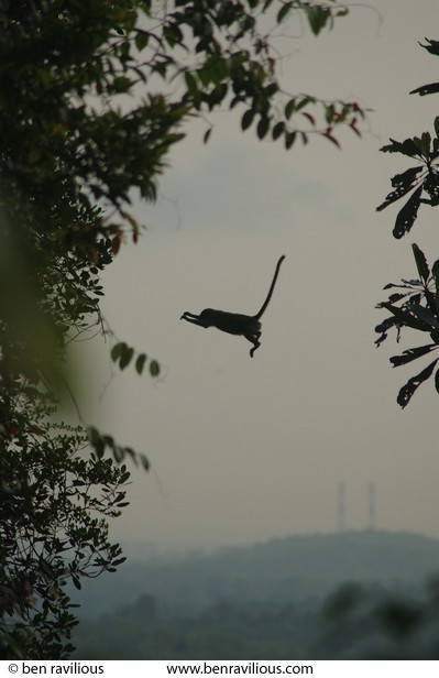 Monkey jumping from tree to tree: Bukit Timah Nature Reserve, Singapore, 02 July 2006
