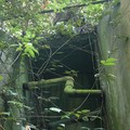Overgrown tanks, Bukit Timah Nature Reserve, Singapore, 02 July 2006