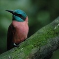 Bee-eater, Jurong Bird Park, Singapore, 03 July 2006