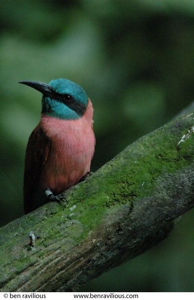 Bee-eater: Jurong Bird Park, Singapore, 03 July 2006