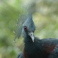Crowned pigeon, Jurong Bird Park, Singapore, 03 July 2006