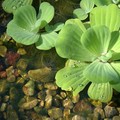 Aquatic plants, Botanical Gardens, Singapore, 04 July 2006