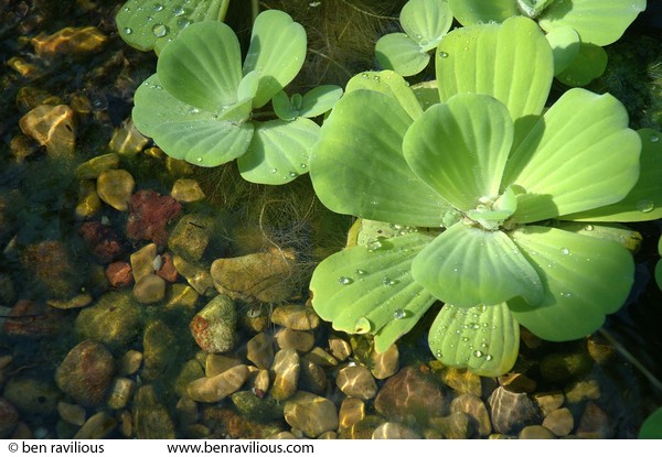 Aquatic plants: Botanical Gardens, Singapore, 04 July 2006