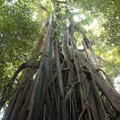 Rainforest tree, Botanical Gardens, Singapore, 04 July 2006