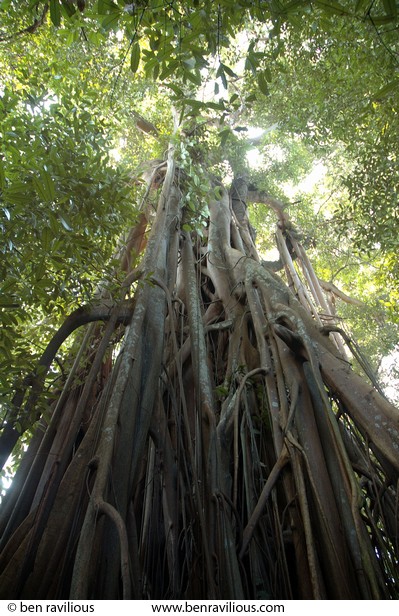 Rainforest tree: Botanical Gardens, Singapore, 04 July 2006