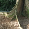 Family walking behind a huge tree, Botanical Gardens, Singapore, 04 July 2006