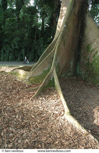 Family walking behind a huge tree: Botanical Gardens, Singapore, 04 July 2006