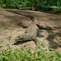 Lizard basking, Pulau Tioman, Malaysia, 14 July 2006