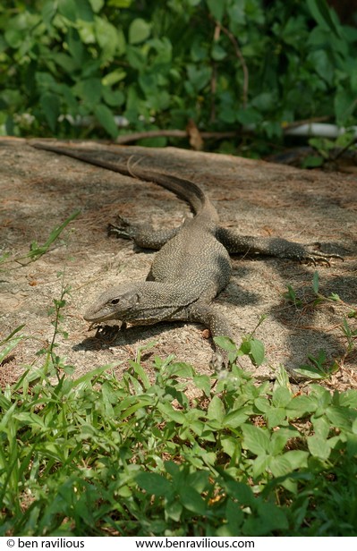 Lizard basking: Pulau Tioman, Malaysia, 14 July 2006