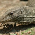 Close-up of lizard's head, Pulau Tioman, Malaysia, 14 July 2006