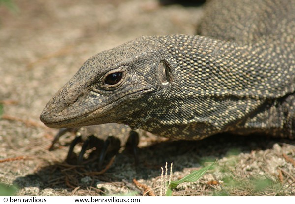 Close-up of lizard's head: Pulau Tioman, Malaysia, 14 July 2006
