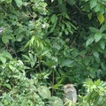 Monkey sitting in trees, Pulau Tioman, Malaysia, 14 July 2006