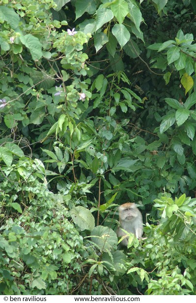 Monkey sitting in trees: Pulau Tioman, Malaysia, 14 July 2006
