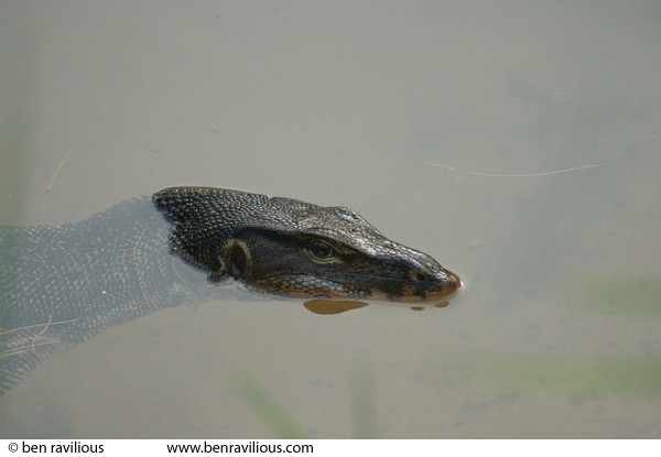Swimming monitor lizard: Pulau Tioman, Malaysia, 14 July 2006