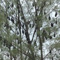 Roosting fruit bats, Pulau Tioman, Singapore, 15 July 2006