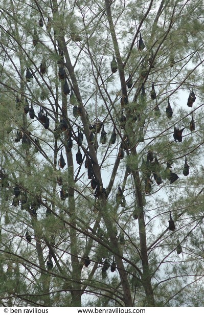 Roosting fruit bats: Pulau Tioman, Singapore, 15 July 2006