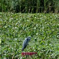 Heron, Abbey Park, Leicester, 27 August 2006
