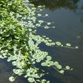 Floating aquatic plant, Abbey Park, Leicester, 27 August 2006