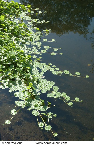 Floating aquatic plant: Abbey Park, Leicester, 27 August 2006