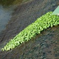 Aquatic plants on a weir, Frog Island, Leicester, 27 August 2006