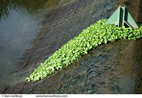 Aquatic plants on a weir: Frog Island, Leicester, 27 August 2006