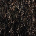 Fireworks, Abbey Park, Leicester, 04 November 2006