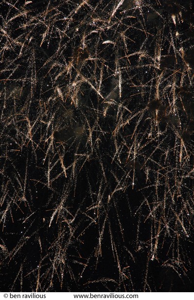 Fireworks: Abbey Park, Leicester, 04 November 2006