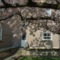 Cherry trees at Leicester University, University Road, Leicester, 15 April 2007