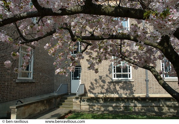 Cherry trees at Leicester University: University Road, Leicester, 15 April 2007