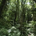 Woodland, Halsdon Nature Reserve, near Dolton, Devon, 30 July 2007