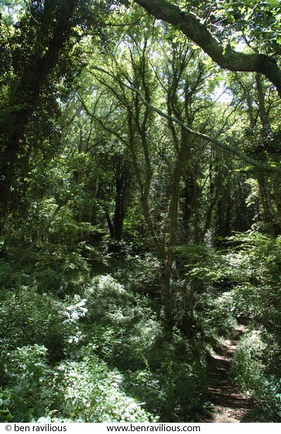 Woodland: Halsdon Nature Reserve, near Dolton, Devon, 30 July 2007